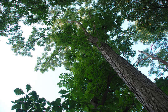 Image of hybrid oak