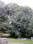 Image of Wych elm