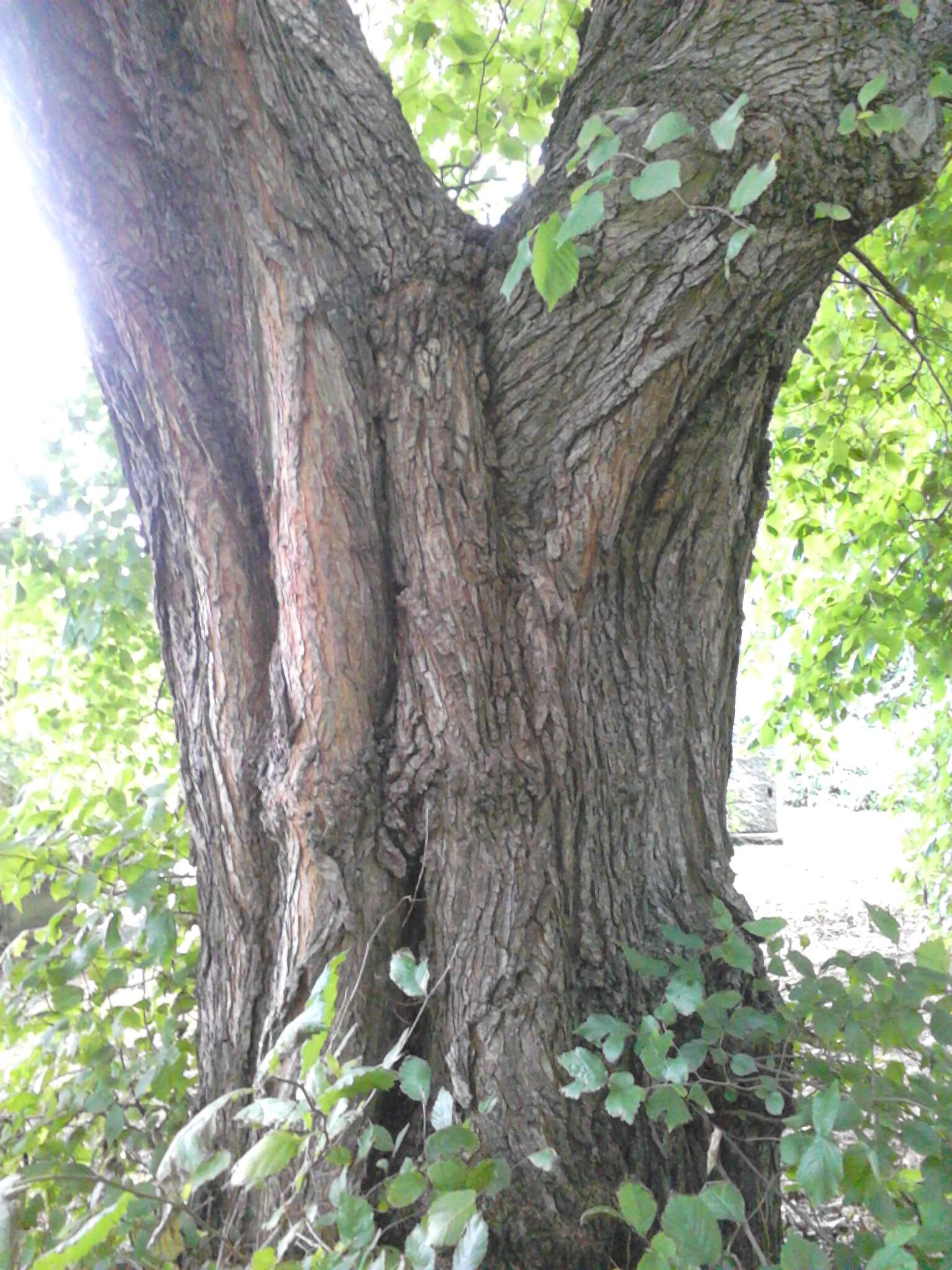 Image of Wych elm