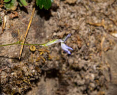 Image of Lobelia flexuosa subsp. flexuosa