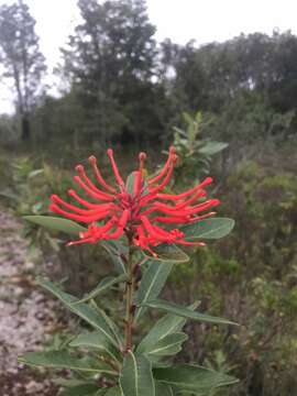 Image de Embothrium coccineum J. R. Forster & G. Forster