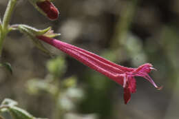 Salvia henryi A. Gray resmi