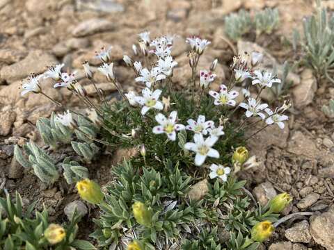 Image of King's compact sandwort