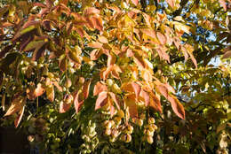 Imagem de Staphylea pinnata L.