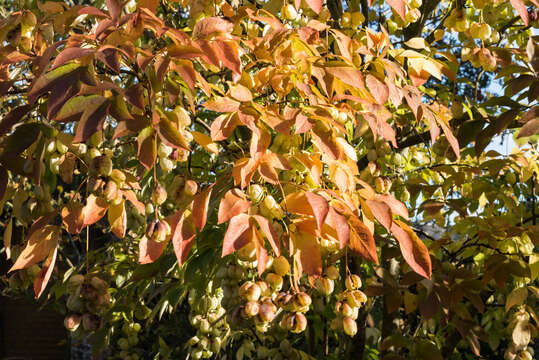 Image de arbre aux pistaches