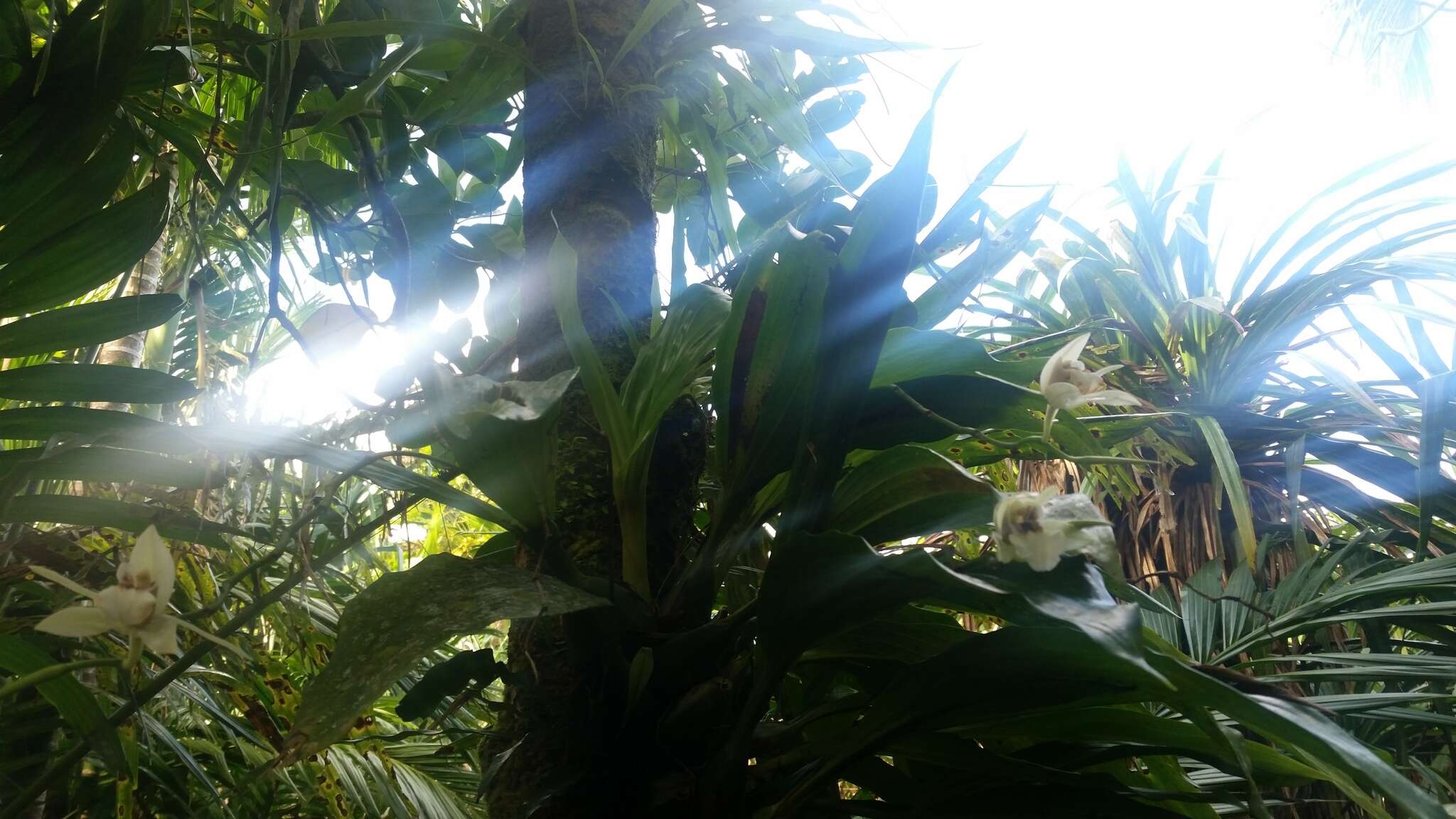 Image of Guam coelogyne