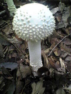 Image of Amanita virgineoides Bas 1969