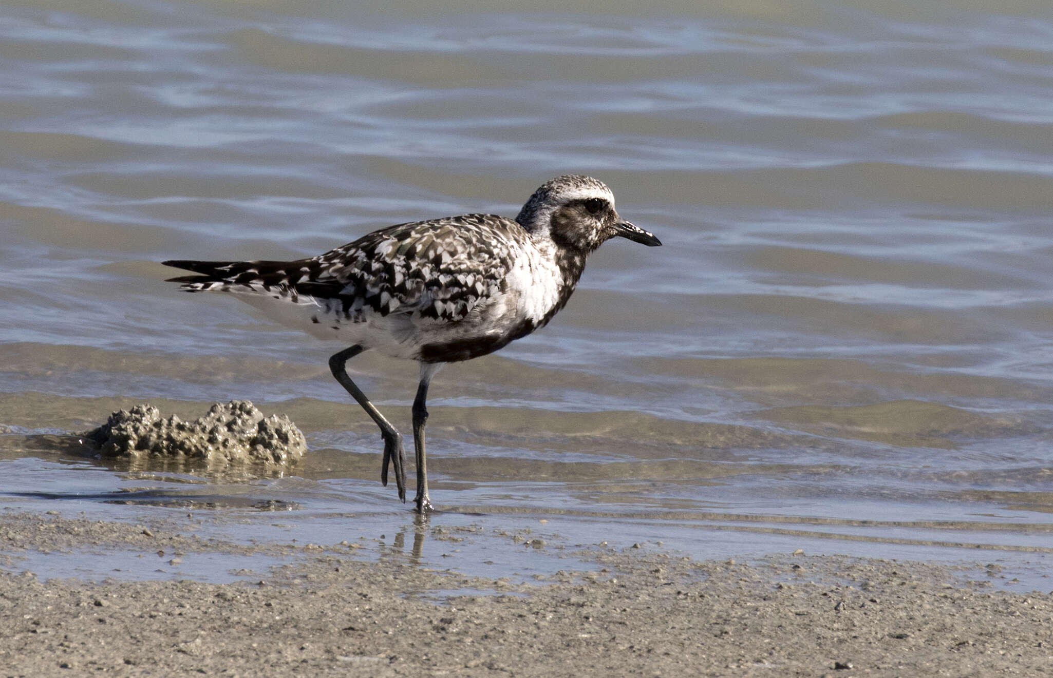 Image of Pluvialis Brisson 1760