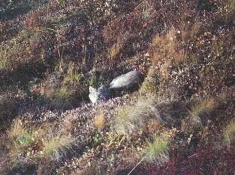 Image of American lynx