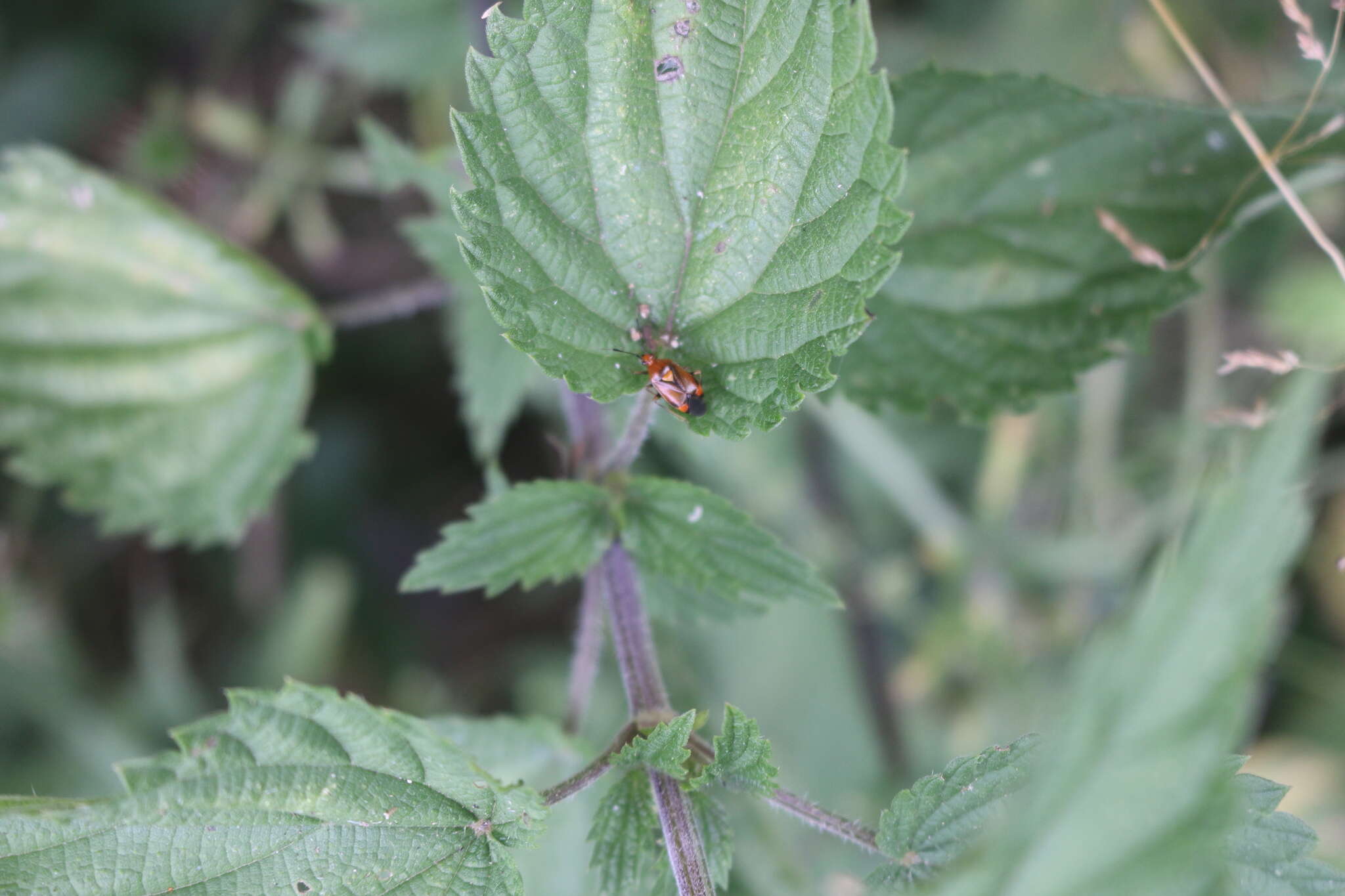 Image of red capsid bug