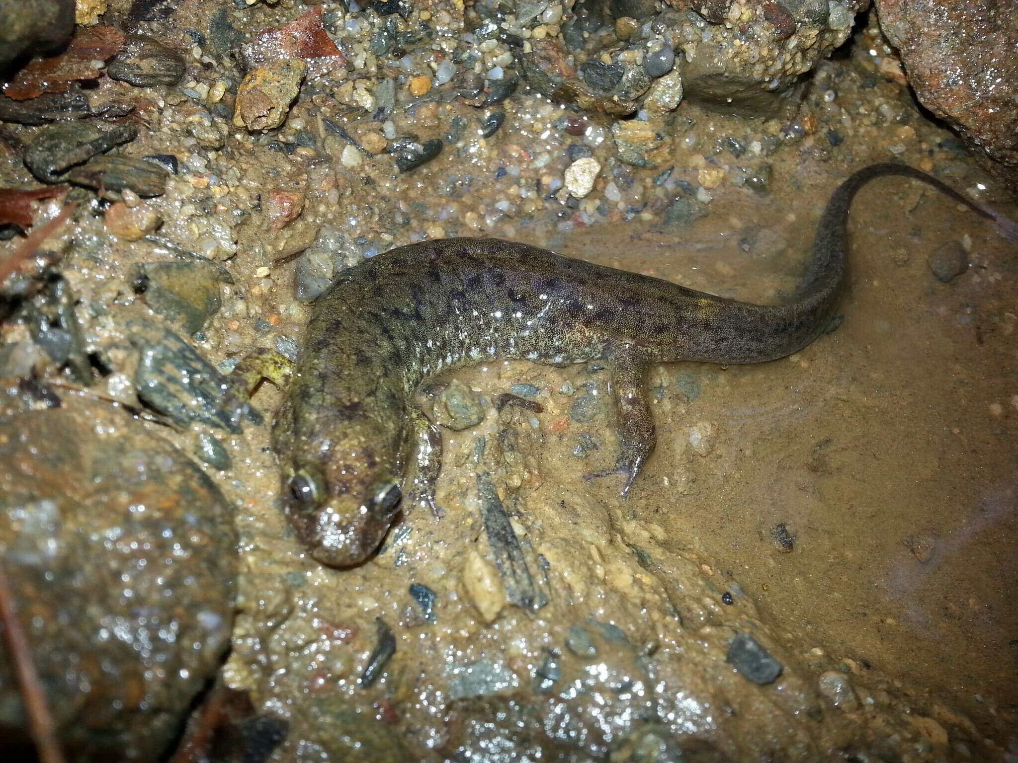 Image of Seal Salamander