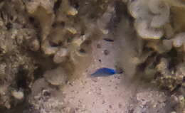 Image of Blue damsel