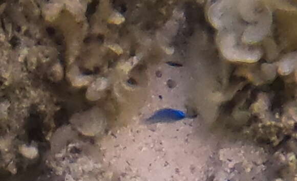 Image of Blue damsel