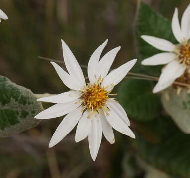 Image de Olearia pannosa subsp. cardiophylla (F. Müll.) D. A. Cooke