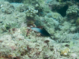 Image of Arrow dart-goby