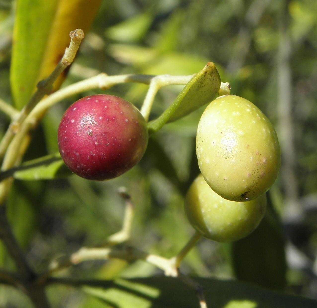 Image de Olea europaea subsp. cuspidata (Wall. & G. Don) Cif.