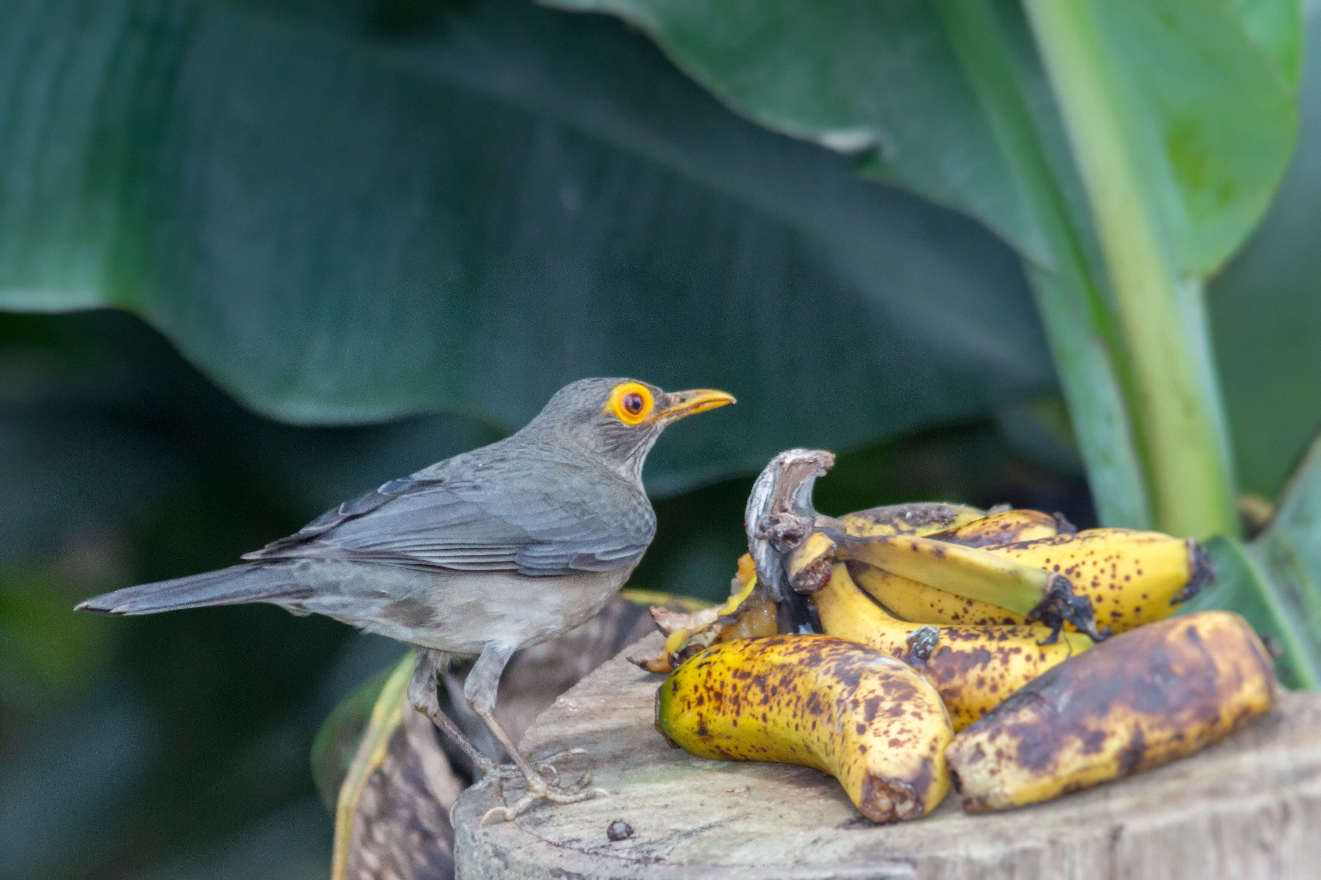 Image of Spectacled Thrush