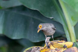 Image of Spectacled Thrush