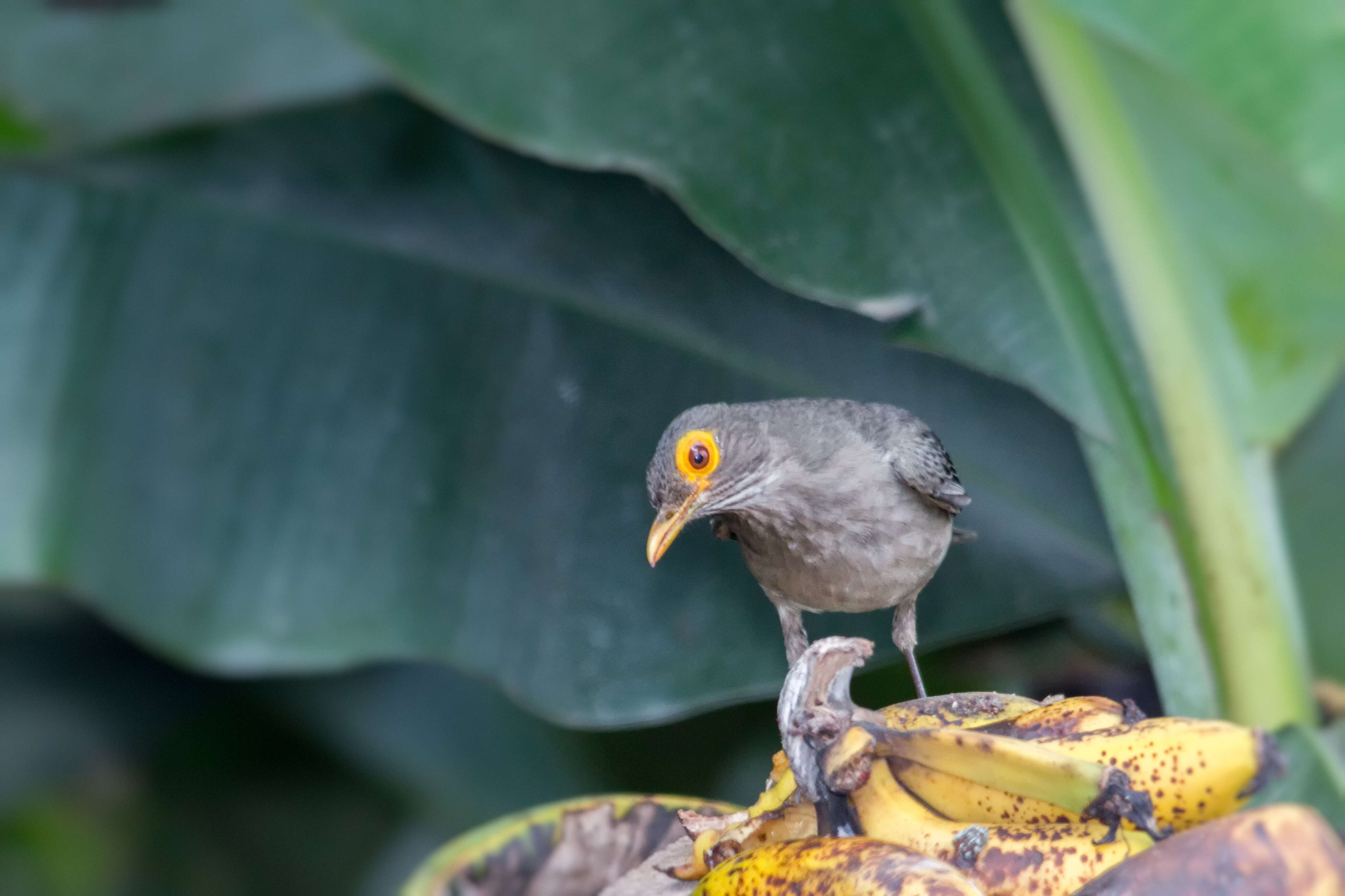 Image of Spectacled Thrush