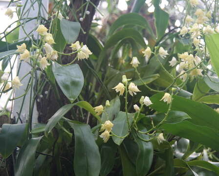 Imagem de Polystachya laxiflora Lindl.