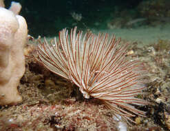 Image of Feather Duster Worms