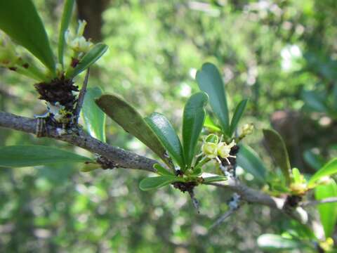 Image of Gymnosporia capitata (E. Mey. ex Sond.) Sim