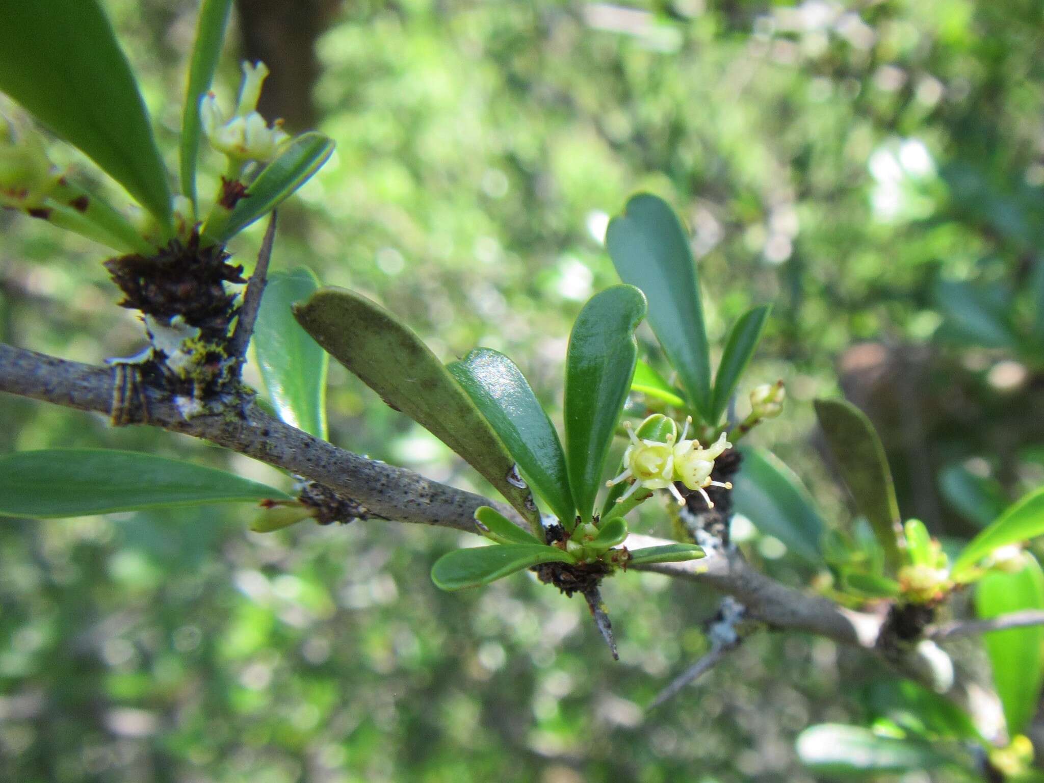 Image of Gymnosporia capitata (E. Mey. ex Sond.) Sim