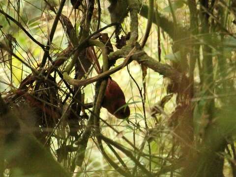 Image of Rufous Spinetail