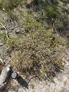 Image of Melaleuca asterocarpa (Hnatiuk) Craven & R. D. Edwards