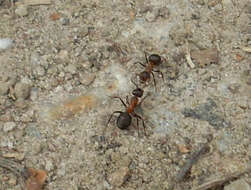 Image of Red Wood Ant