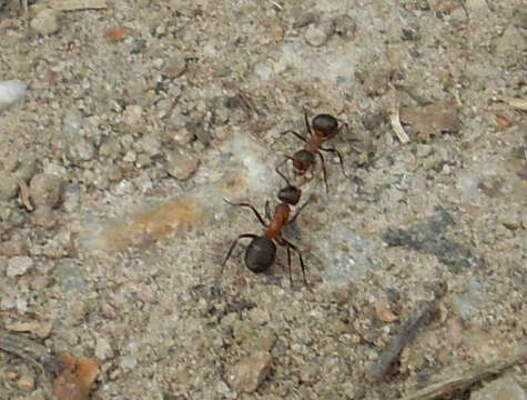 Слика од Formica rufa Linnaeus 1761