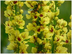 Verbascum nigrum L. resmi