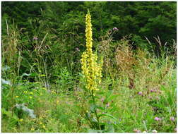 Verbascum nigrum L. resmi