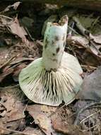 Image de Russula densifolia Secr. ex Gillet 1876