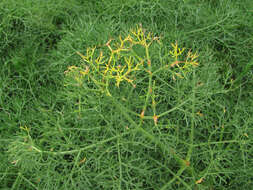 Image of Puccinia libani Magnus 1900