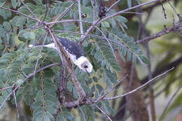 Prionops plumatus concinnatus Sundevall 1850的圖片