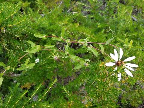 Image of Mutisia ilicifolia Cav.