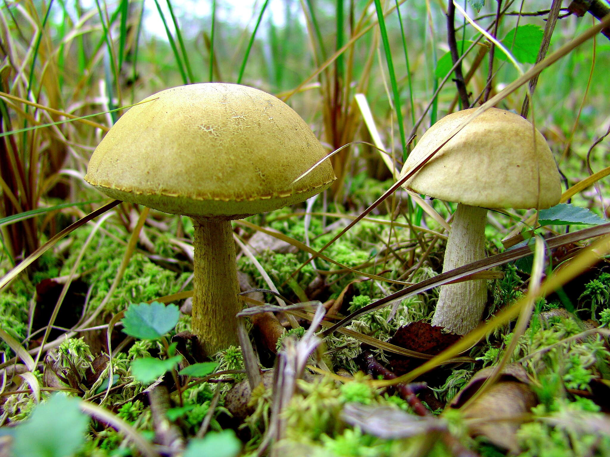 Image of Leccinum holopus (Rostk.) Watling 1960