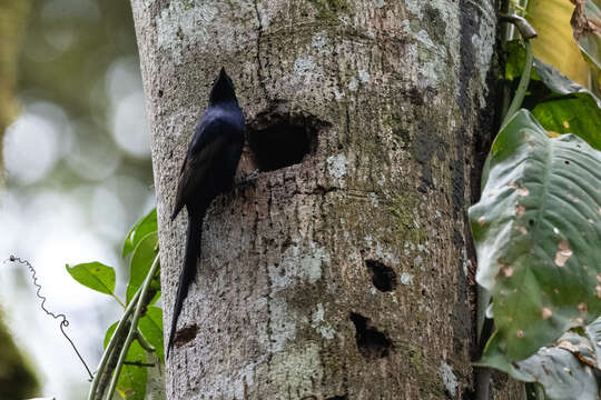 صورة Poeoptera lugubris Bonaparte 1854