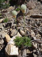 Image of white pasqueflower