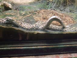 Image of Mexican Lancehead Rattlesnake