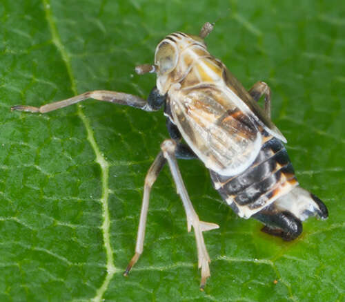 Image of Dicranotropis (Dicranotropis) hamata Boheman 1847