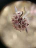 Image of pink spineflower