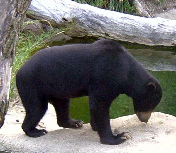 Image of Sun bear