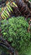 Image of Necker's thamnobryum moss