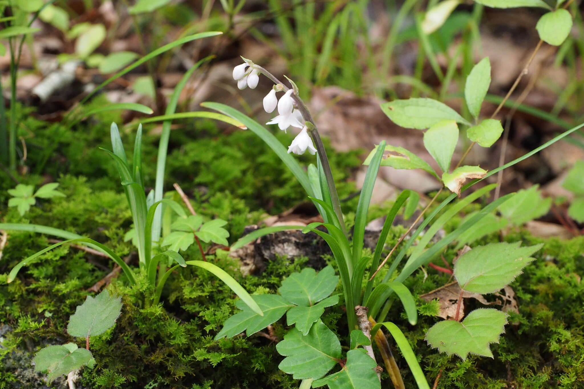 Image of Ophiopogon planiscapus Nakai