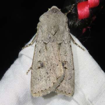 Image of Old Man Dart; Muted Dart (ssp. mutata); Spotted-legged Cutworm