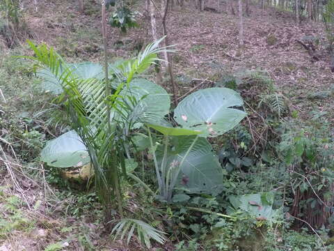 Leucocasia resmi