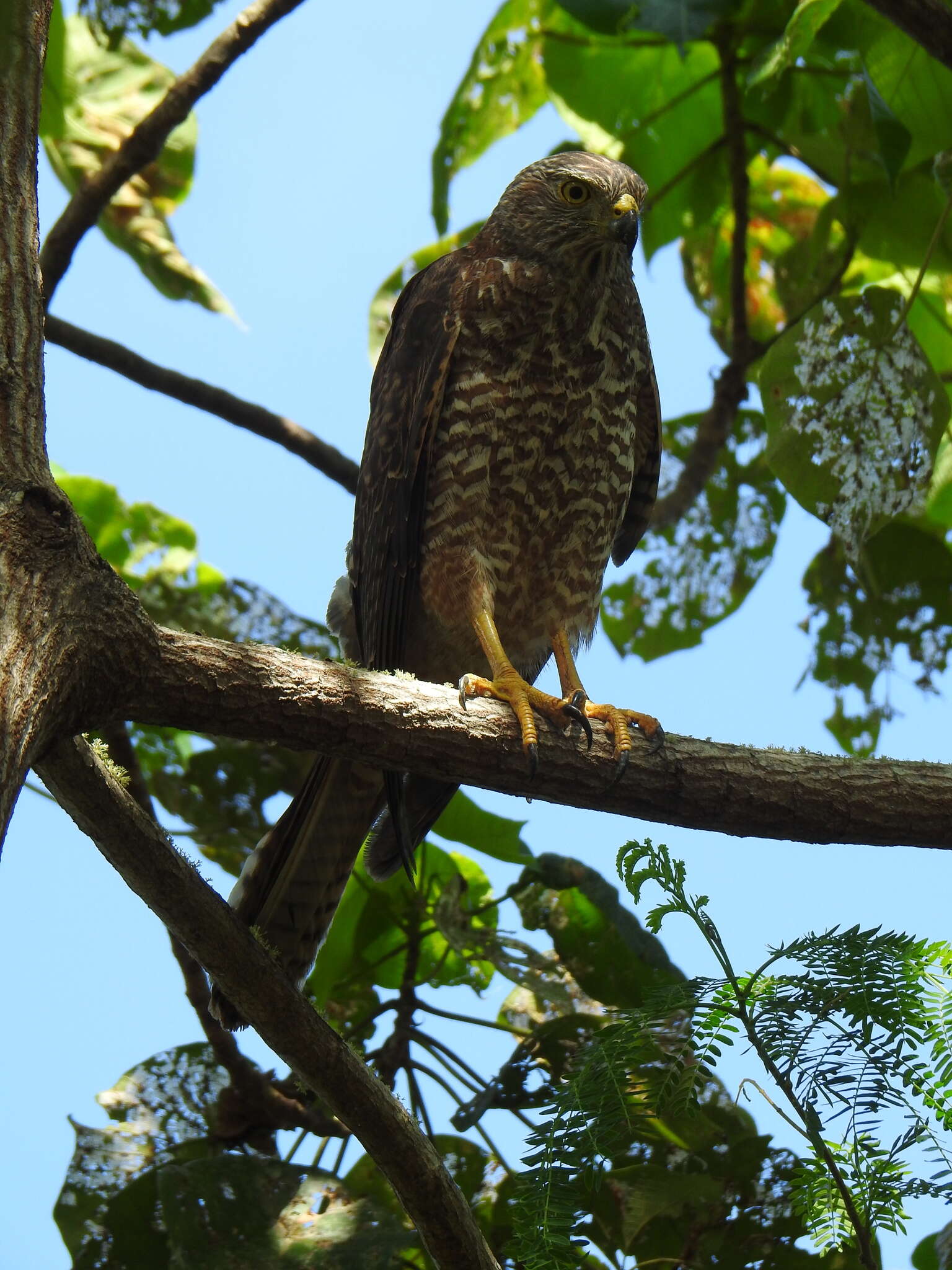 صورة Accipiter fasciatus natalis (Lister 1889)