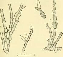 Image of Alternaria brassicae (Berk.) Sacc. 1880